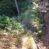 Plants: image 6 Of 24 Thumb